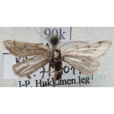 Speranza fusca (Thunberg, 1792) female Finland90k